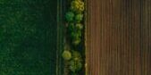 Aerial view showcasing contrasting green and brown fields divided by a line of trees.
