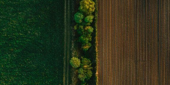 Aerial view showcasing contrasting green and brown fields divided by a line of trees.